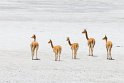 029 Salar de Surire, vicuna